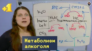 Как алкоголь уничтожает вашу печень и заставляет мозг голодать?