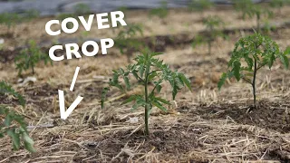 How to Kill Cover Crops without Tillage or Chemicals (Hint: You have options)