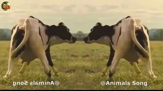 FUNNY COW DANCE 37 |  COW SONG & COW VIDEOS | COW MOOING   COWS MUSIC