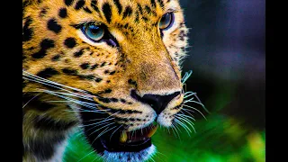 Ultimate Wild Animals Collection in 8K ULTRA HD