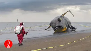 5 seltsame Dinge die am Strand angespült wurden!