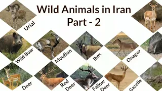 Wild Animals In Iran | Part   2