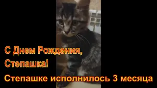 Степашке 3 месяца. С Днем Рождения, Степашка!