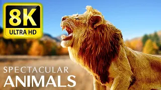 SPECTACULAR Animals 8K Ultra HD - Relaxing Music And Nature 8K TV (60 FPS)