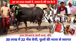 30 लाख में 22 भैंस बैची, फूलों की माला से स्वागत || Pawan Lijwana Dairy Farm Jind