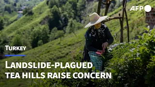 Fear brews in Turkey's landslide-plagued tea hills | AFP