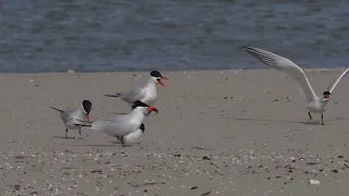 North American Caspian Terns have their own version of The Bachelor show as they try to find a mate