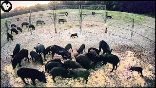 How North Carolina Farmers Trap And Hunt Wild Pig Populations Invading Farms