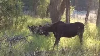 Wonderful Wyoming Wildlife - Mama Moose with Twins! - 8/27/2015