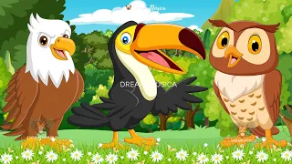 Lovely Animal Sounds In 30 Minutes: Eagle, Toucan, Owl, Heron, Pelican | Soothing Music