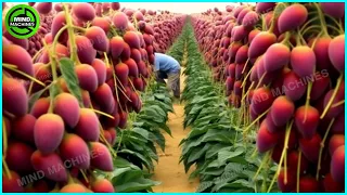 The Most Modern Agriculture Machines That Are At Another Level,How To Harvest Mangoes In Farm ▶7