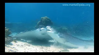 Tiger Sharks Feeding on Manta in Palau!  -  Diving Palau with Neco Marine