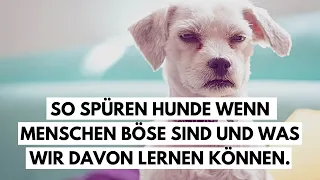 So spüren Hunde, wenn Menschen böse sind und was wir davon lernen können.