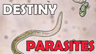 Why Toxic Endgame Destiny 2 Players are Parasites! A Destiny 2 Rant.