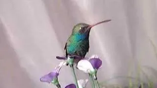 canto del colibri