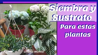 SIEMBRA Y SUSTRATO DE HORTENSIAS, NEMATANTHUS Y  AFELANDRA / Liliana Muñoz