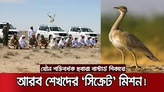 আরব শেখরা কেন পাগল এই পাখির জন্য? | Houbara Bustard