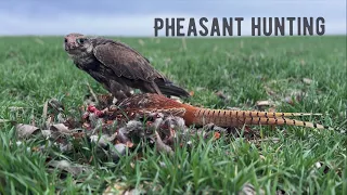 FALCONRY - "Saker falcon pheasant hunting"