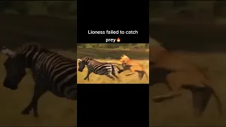 Powerful Kick! Lion Can't Catch The Clever Zebra #shorts #animals #lion #zebra  #wildanimals