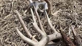 Shed Hunting Iowa Week 6