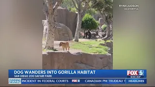 Stray Dog Wanders Into Gorilla Habitat At SD Zoo Safari Park