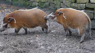 Red river hog: Male grooms a sow
