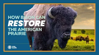 How bison restore the American Prairie | One Earth