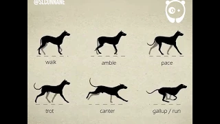 How dogs move by Stephen Cunnane