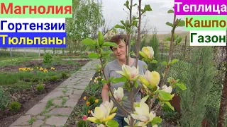 Садовые дела 29-30.04.23. Цветут магнолия и тюльпаны.