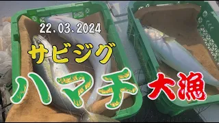 サビジグ!?　ハマチ大漁　2024.03.22 一本釣りのイマイ　Japan Single Line Fishing