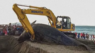 10 ANIMAIS GIGANTES CAPTURADOS POR CÂMERAS