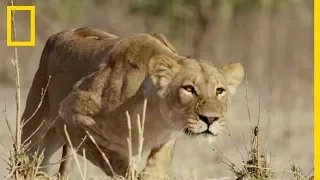 L'attaque silencieuse de la lionne sur un troupeau de gnous