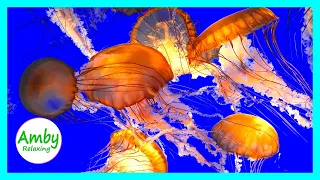 Amazing Jellyfish Aquarium Relax Sleep Meditation Music 3 Hours RELAXING MUSIC HD 1080P Screensaver