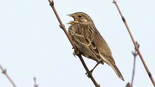 Corn Bunting Call "Jangling of Keys" | Emberiza calandra