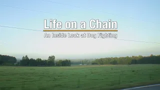 Life on a Chain: An Inside Look at Dog Fighting