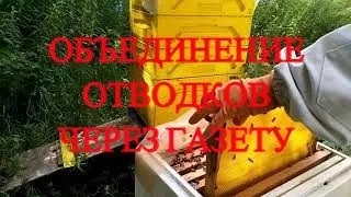 Отводки пчел объединение перед зимовкой