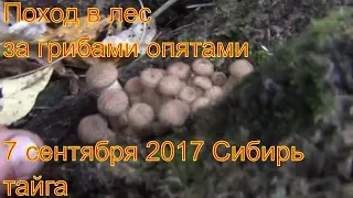 Поход в лес за грибами опятами 7 сентября 2017 Сибирь тайга природа охота сбор грибов тихая охота