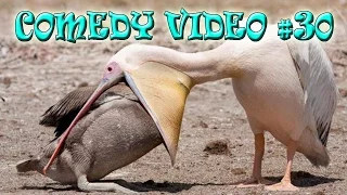 Лучшие приколы 2016 / Best jokes 2016 / Fail Compilation / COMEDY VIDEO #30