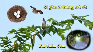 Soi Chim Đêm Vô Tình Phát Hiện Chú Chim Bỏ Đi Đã Trở Về - Tin Vui Chào Mào Đã Làm Tổ / Quế Nghịch