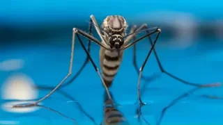 ЧТО произойдёт с вашим телом, когда вас кусает комар