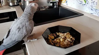 Говорящий попугай Рико говорит с хозяином и ругается Попугай матерится  African grey parrot