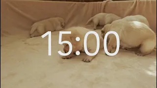 15 Minute Timer with Relaxing Music: Puppy Theme