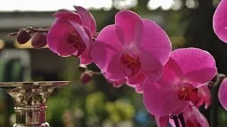 Musik of Orchids... Музыка орхидей...