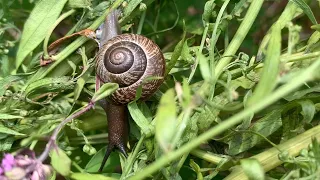 The Snail Went on Business