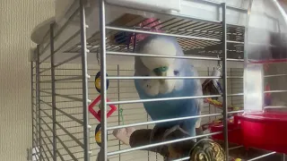 Budgie BOO  talking before bedtime