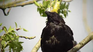 Digiscoping with Swarovski 115mm, Digidapter and Sony A6300 aps-c camera.