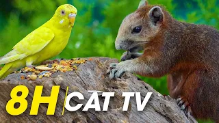 8 Hours Of Bird Feeding Close-Ups With 4K Audio - Video For Cats To Watch Bird