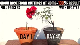 Easiest Way To Grow Rose From Cuttings - Start To Finish