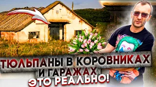 Как вырастить тюльпан в закрытом помещении