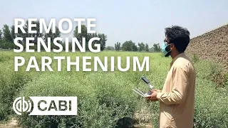 Remote Sensing Parthenium in Pakistan